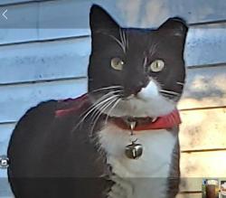 Lost Female Cat last seen Monroe/Adams Streets in Piggly Wiggly shopping center, Tallahassee, FL 32301