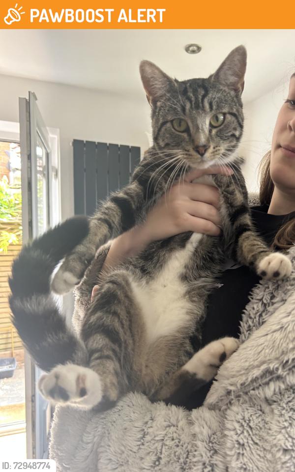 Found/Stray Male Cat last seen Cross hands Pilning , Pilning, England BS35 4QF