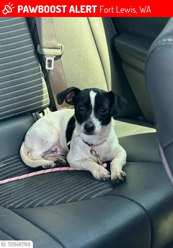 Lost Female Dog last seen Near magnolia blvd, Fort Lewis, WA 98433