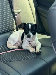 Lost Female Dog last seen Near magnolia blvd, Fort Lewis, WA 98433