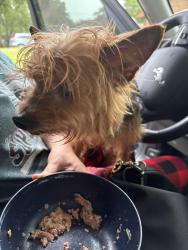 Reunited Male Dog last seen Piper St 31909, Columbus, GA 31909