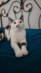 Reunited Female Cat last seen Valley Villa , San Antonio, TX 78250
