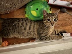 Found/Stray Male Cat last seen Hollywood Ave. , Hampton, VA 23661