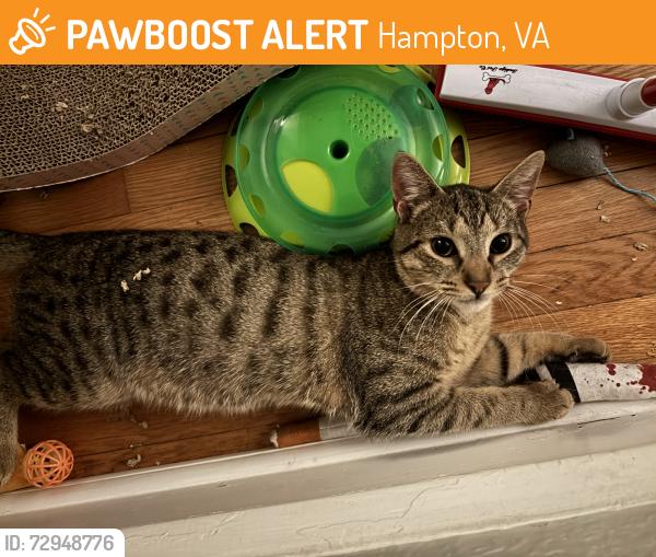 Found/Stray Male Cat last seen Hollywood Ave. , Hampton, VA 23661