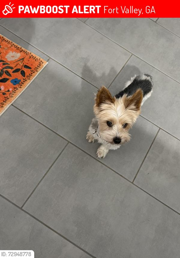 Lost Male Dog last seen Clopine lake road, Fort Valley, GA 31030