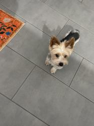 Lost Male Dog last seen Clopine lake road, Fort Valley, GA 31030