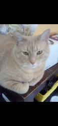 Lost Male Cat last seen Holly Lane, Paris, KY 40361