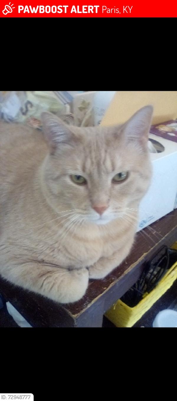 Lost Male Cat last seen Holly Lane, Paris, KY 40361