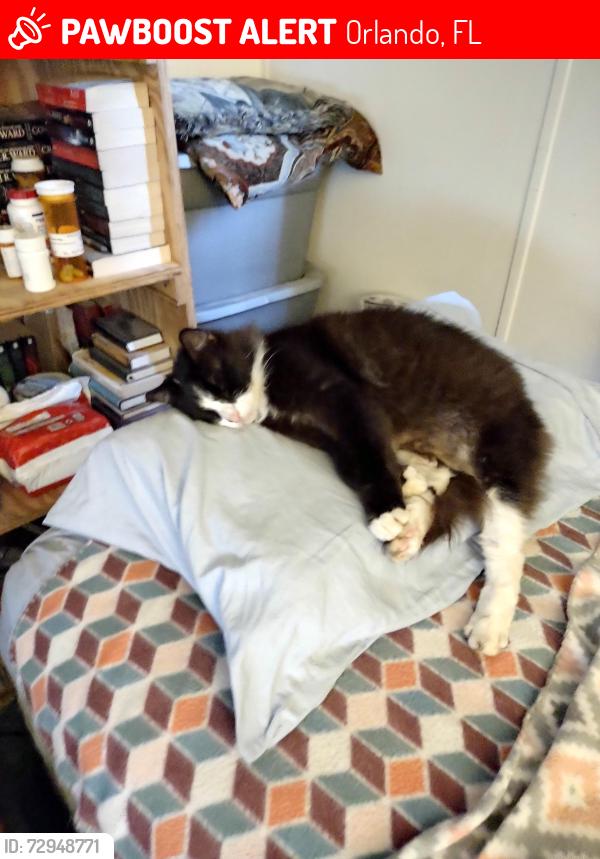 Lost Male Cat last seen Mai Tai Mobile Home Park, Orlando, FL 32822
