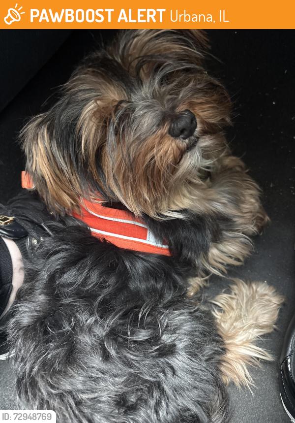 Found/Stray Male Dog last seen E Main St & Cottage Grove Urbana, IL, Urbana, IL 61802