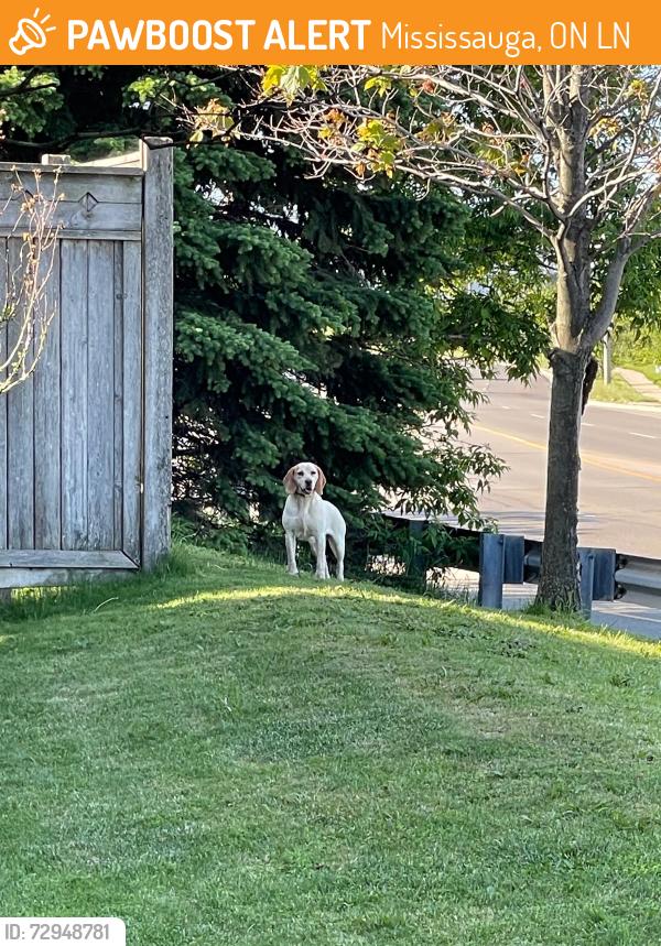 Found/Stray Unknown Dog last seen Financial and Derry, Mississauga, ON L5N