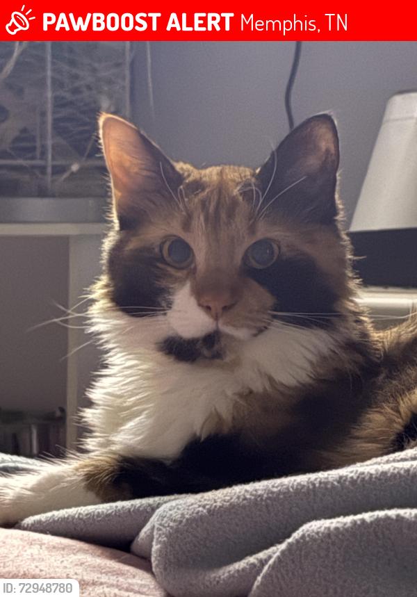 Lost Female Cat last seen Spring Hollow Dr and Oakbend Dr, Memphis, TN 38115