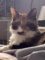 Lost Female Cat last seen Spring Hollow Dr and Oakbend Dr, Memphis, TN 38115