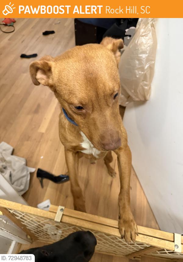 Found/Stray Male Dog last seen Close to heckle and Saluda intersection, Rock Hill, SC 29730