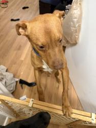 Found/Stray Male Dog last seen Close to heckle and Saluda intersection , Rock Hill, SC 29730