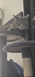Reunited Male Cat last seen Calla ave, Imperial Beach, CA 91932