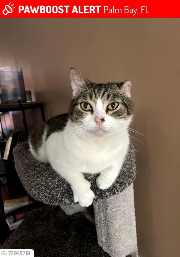 Lost Male Cat last seen Bounty Ave NE & Fallon Blvd NE, Palm Bay, FL 32907