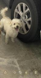 Lost Male Dog last seen Near regal st Houston Tx 77034, Houston, TX 77034