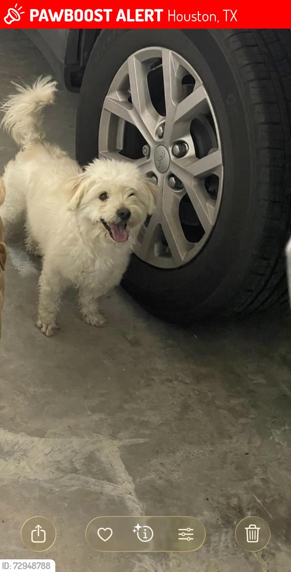 Lost Male Dog last seen Near regal st Houston Tx 77034, Houston, TX 77034