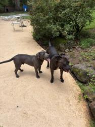 Found/Stray Male Dog last seen Woodcrest and Rivoli Dr, Macon, GA 31210