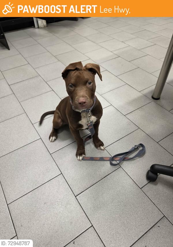 Found/Stray Female Dog last seen Near the intersection of Lee Highway and est Brainard road. , Lee Hwy,  37664