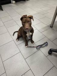 Found/Stray Female Dog last seen Near the intersection of Lee Highway and est Brainard road. , Lee Hwy,  37664
