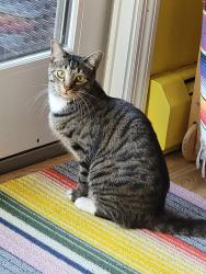Reunited Female Cat last seen Near Clove Branch Road Hopewell Junction NY 12533, Hopewell Junction, NY 12533