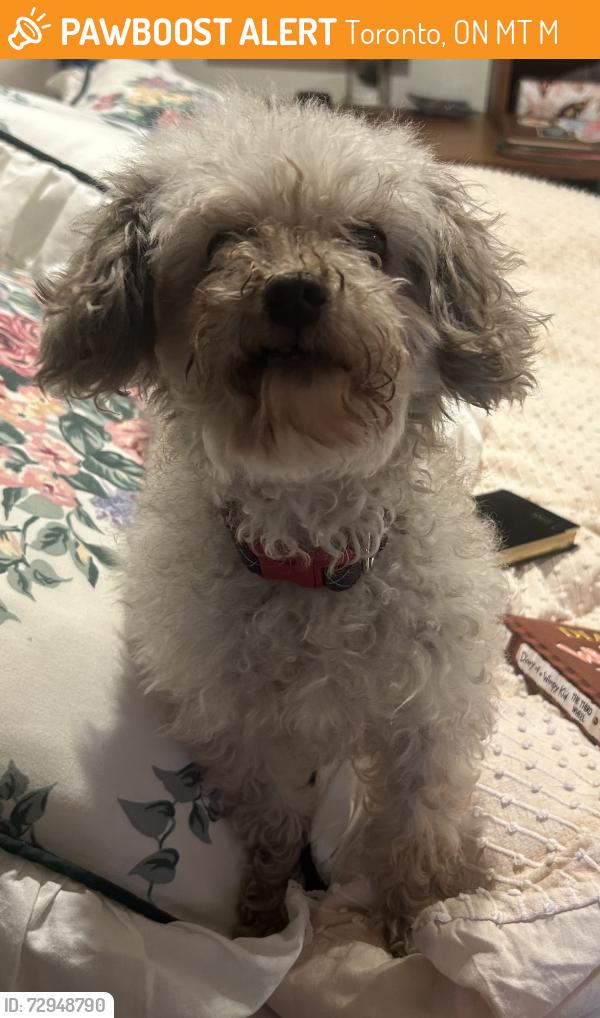 Surrendered Unknown Dog last seen Lippincott & Nassau running on the street, NO collar, Toronto, ON M5T 1M7