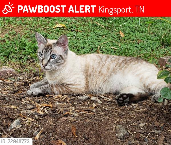 Lost Male Cat last seen Poor Hollow, Cedar Branch Rd., close to 