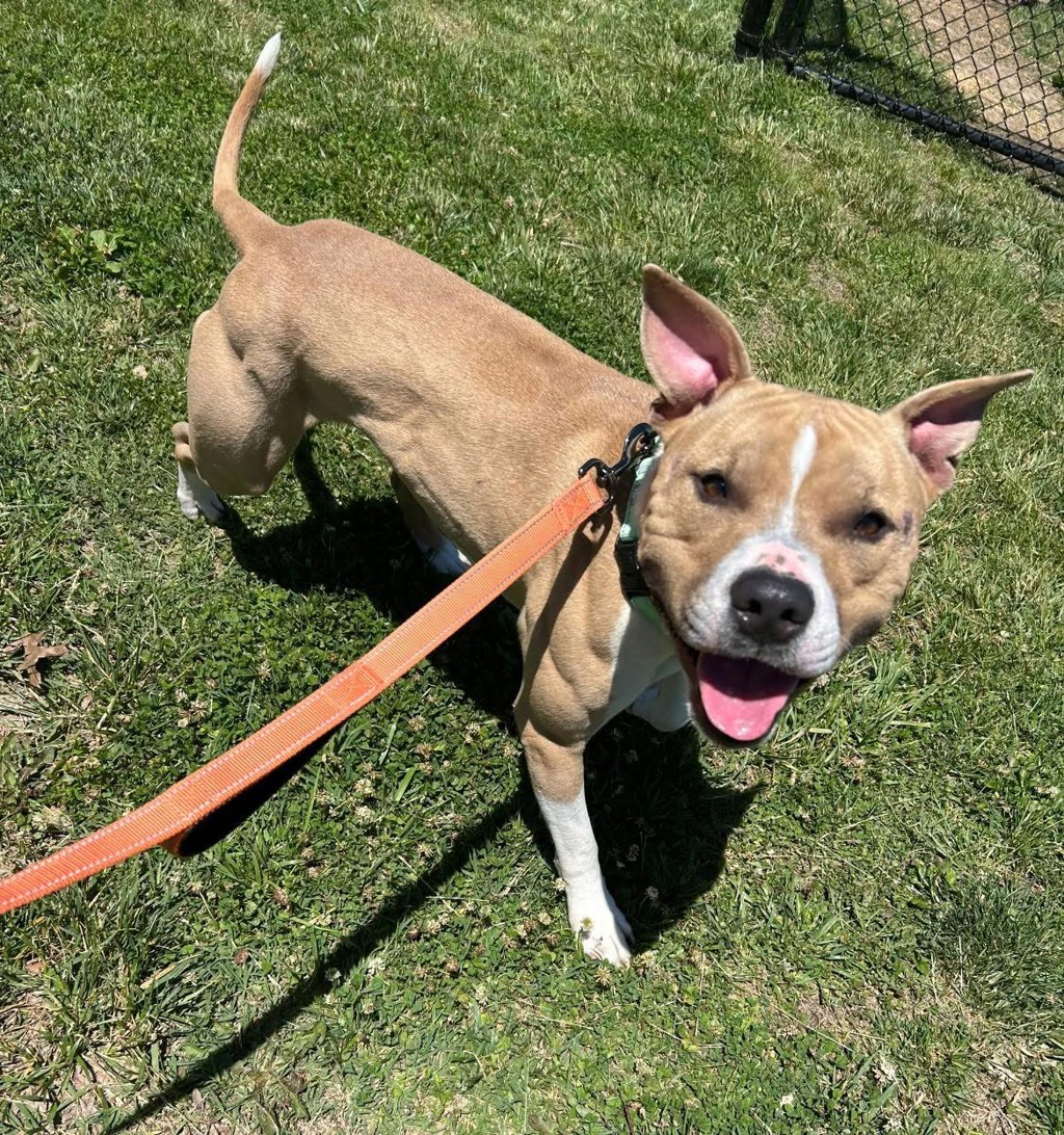 Shelter Stray Male Dog last seen Five blocks away from finders address, GLEN BURNIE, MD, 21061, Millersville, MD 21054
