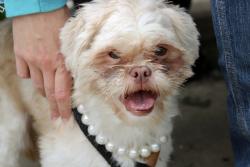 Shelter Stray Male Dog last seen Fort Hill Circle, STATEN ISLAND, NY, 10301, Staten Island, NY 10309