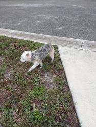 Reunited Unknown Dog last seen Nodding Pines Way, Seminole County, FL 32707