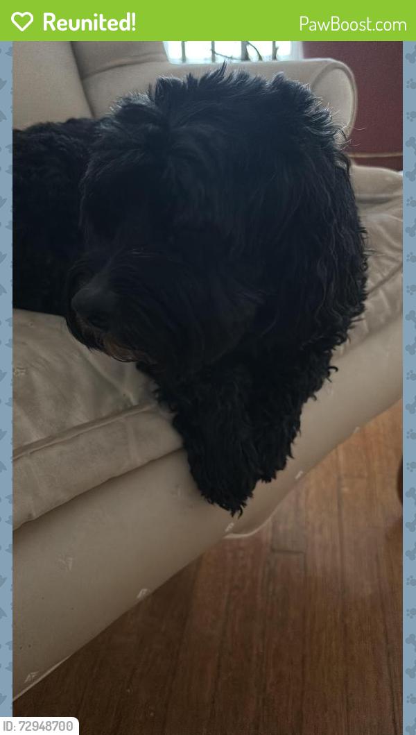 Reunited Female Dog last seen Elmwood, Ashland, Buffalo, NY 14222