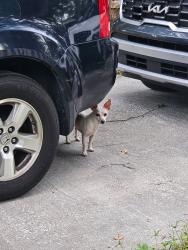 Found/Stray Male Dog last seen Briarcliffe St, Sanford, FL 32773
