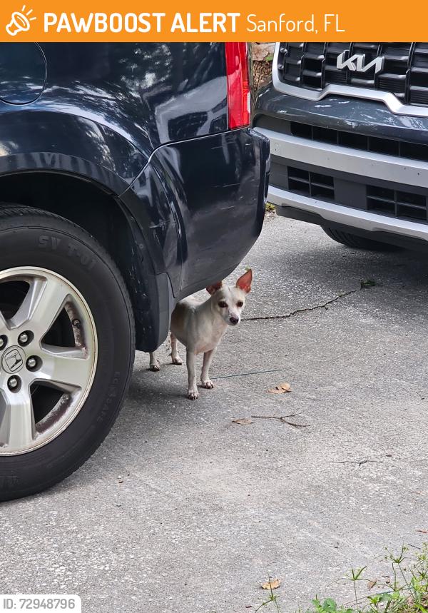 Found/Stray Male Dog last seen Briarcliffe St, Sanford, FL 32773