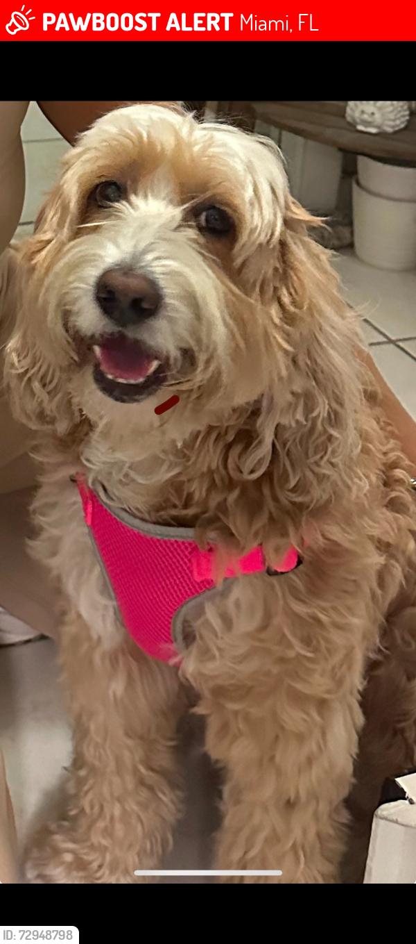 Lost Female Dog last seen Tropical Park area, Miami, FL 33155