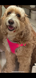 Lost Female Dog last seen Tropical Park area, Miami, FL 33155