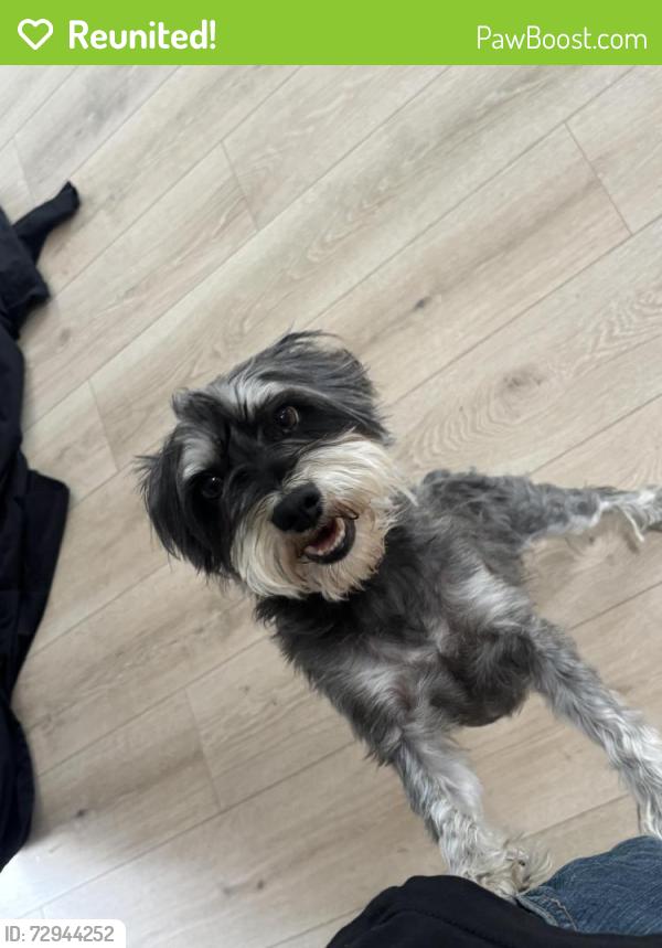Reunited Male Dog last seen Constitution and Pennsylvania , Albuquerque, NM 87110