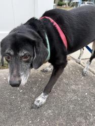 Found/Stray Female Dog last seen Woodridge Dr & Cambridge Dr, Pinellas County, FL 33756