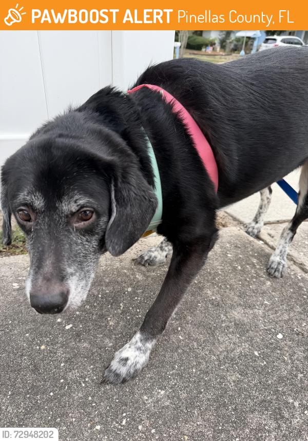 Found/Stray Female Dog last seen Woodridge Dr & Cambridge Dr, Pinellas County, FL 33756