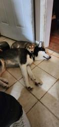 Lost Male Dog last seen Pickens ave, Columbia, TN 38401