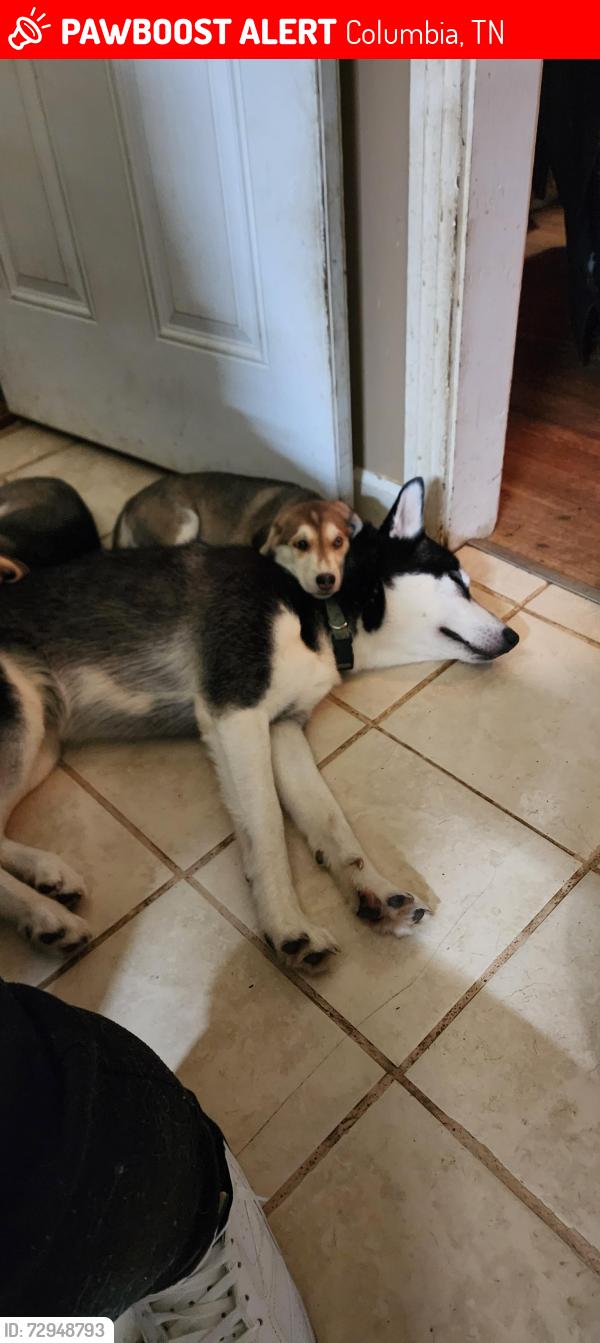 Lost Male Dog last seen Pickens ave, Columbia, TN 38401