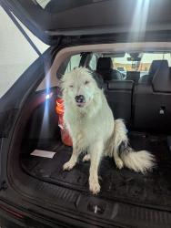 Reunited Female Dog last seen Near Highway , Farley, MO 66043