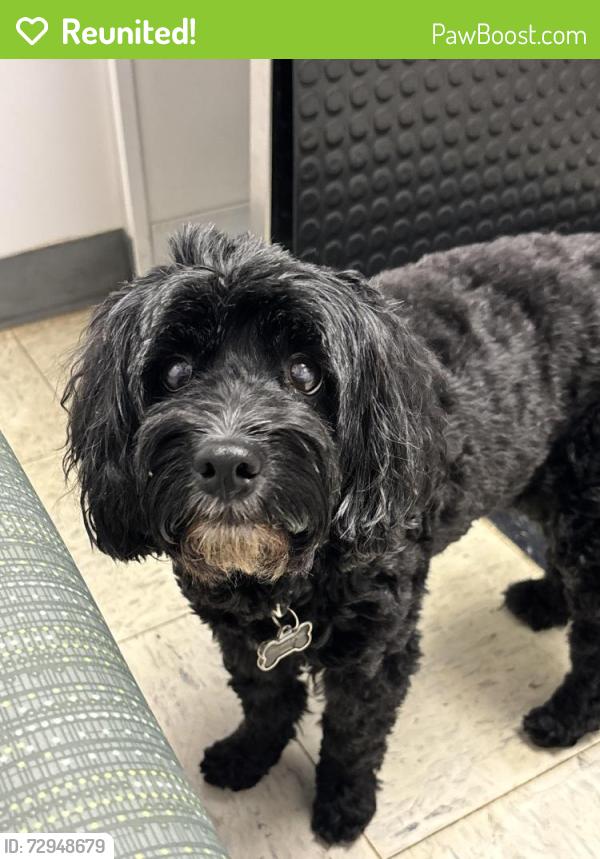 Reunited Female Dog last seen Elmwood and West Ferry, Buffalo, NY 14222