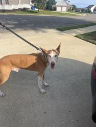 Reunited Male Dog last seen Sunchase , Fayetteville, NC 28306