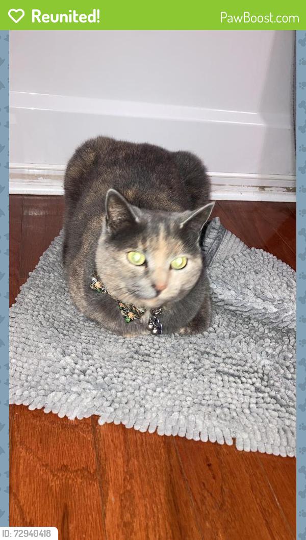 Reunited Female Cat last seen Jonesville landing community , Five Forks, SC 29681