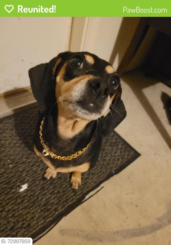 Reunited Female Dog last seen Dallas and taft, Houston, TX 77019