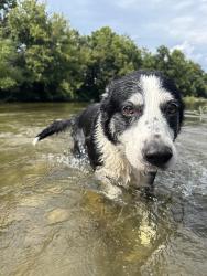 Lost Male Dog last seen Downtown near Texas Tavern (Church St), Roanoke, VA 24011