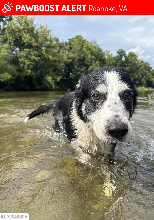 Lost Male Dog last seen Downtown near Texas Tavern (Church St), Roanoke, VA 24011