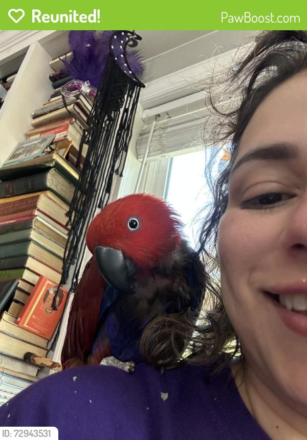 Reunited Female Bird last seen Near Pembroke Blvd, Virginia Beach, VA 23455, USA, Virginia Beach, VA 23455